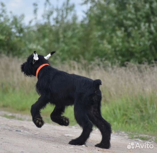 Купированная девочка