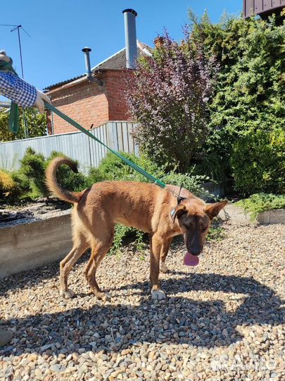 Собака в добрые руки