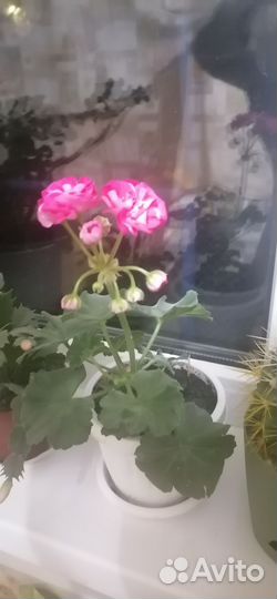 Комнатные цветы хлорофитумом, плющ