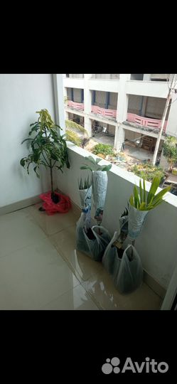 Фикус лирата вариегатный