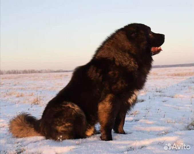 Щенки Кавказской овчарки продам