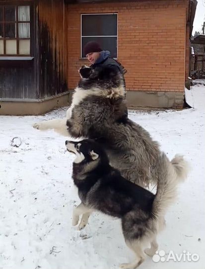Передержка собак