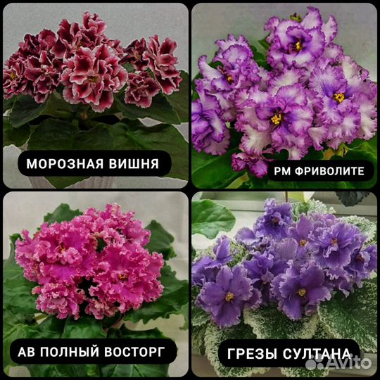 Детки сортовых фиалок