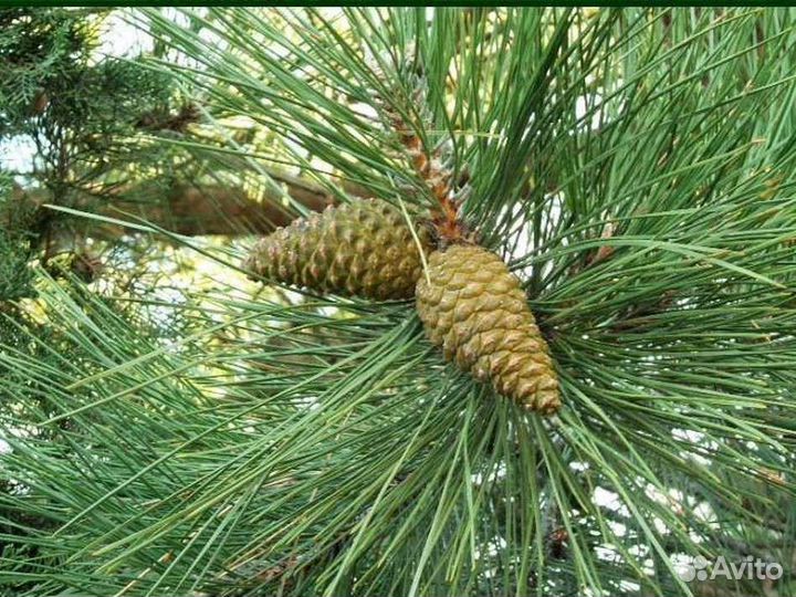 Сосна Крымская