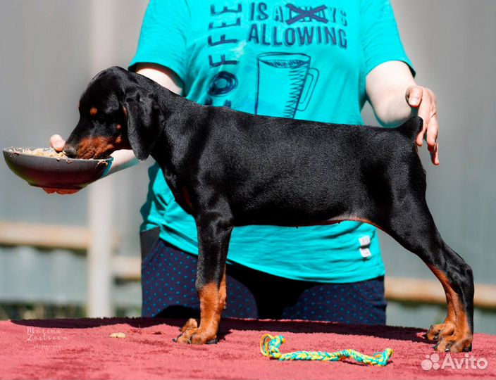 Доберман щенок девочка