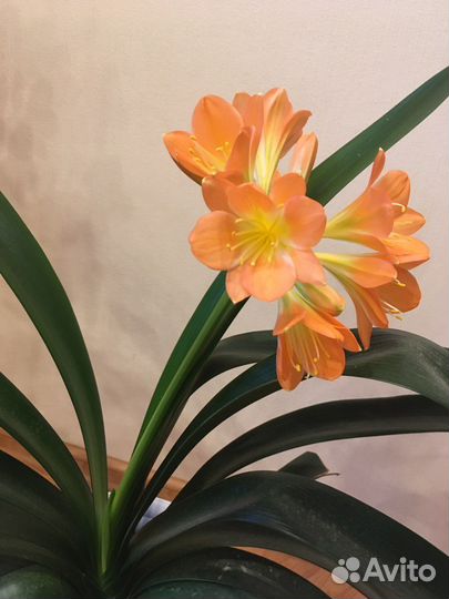 Кливия детки