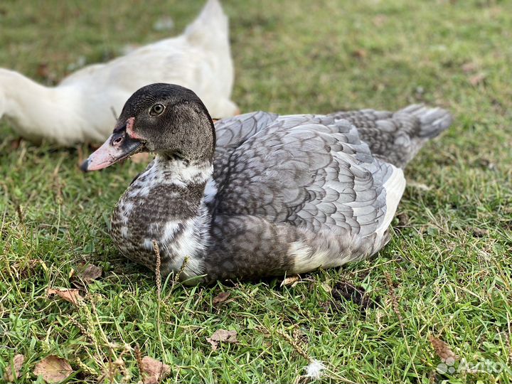 Селезни и уточки индоутки на племя