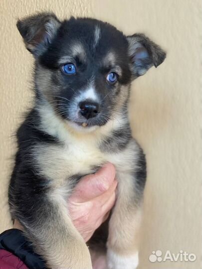 Щенки в добрые руки