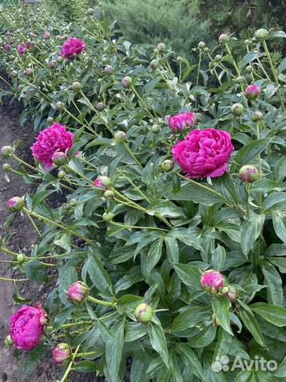 Букет из пионов