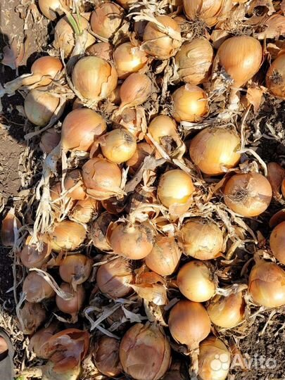 Продам лук Оптом