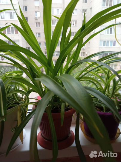 Хлорофитум кудрявый Бонни, полосатый и простой