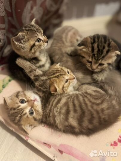 Шотландские котята