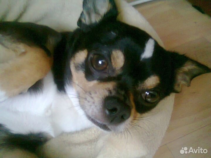 Самец Чихухуа для вязки