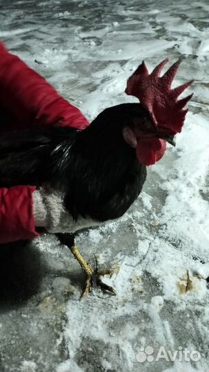 Петухи молодые 8 месяцев