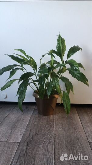 Спатифиллум