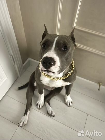 Питбуль вязка