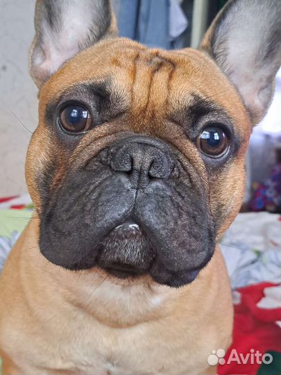 Вязка собак Очаровательный кобель для вязки