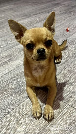 Чихуахуа ищет невесту