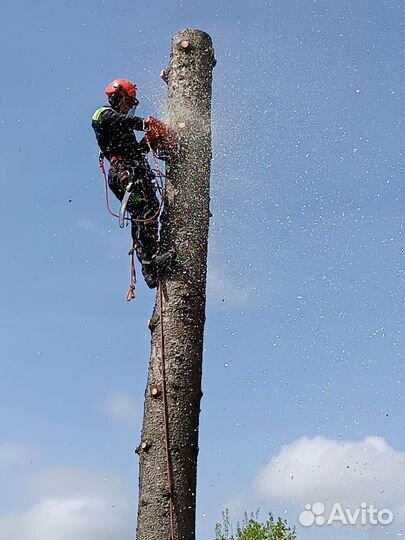 Спил деревьев