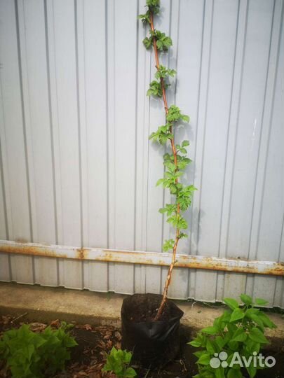 Саженцы ремонтантной малины