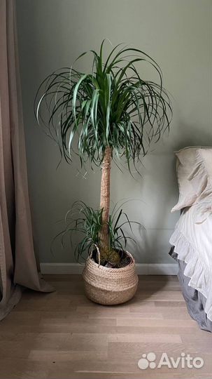 Нолина, бутылочное дерево