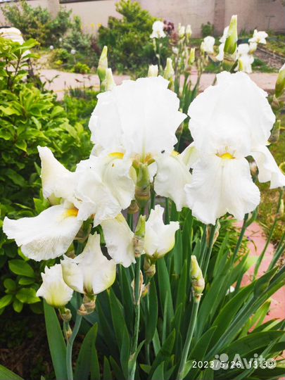 Ирис белый