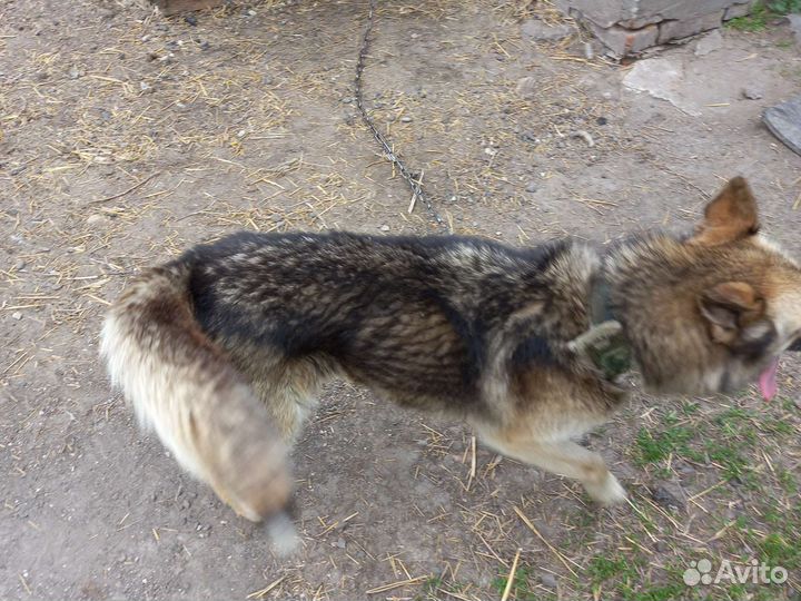 Собака в добрые руки отдам бесплатно