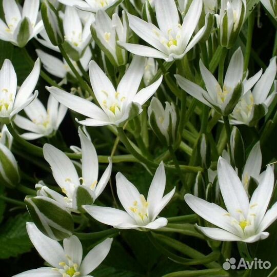 Птицемлечник