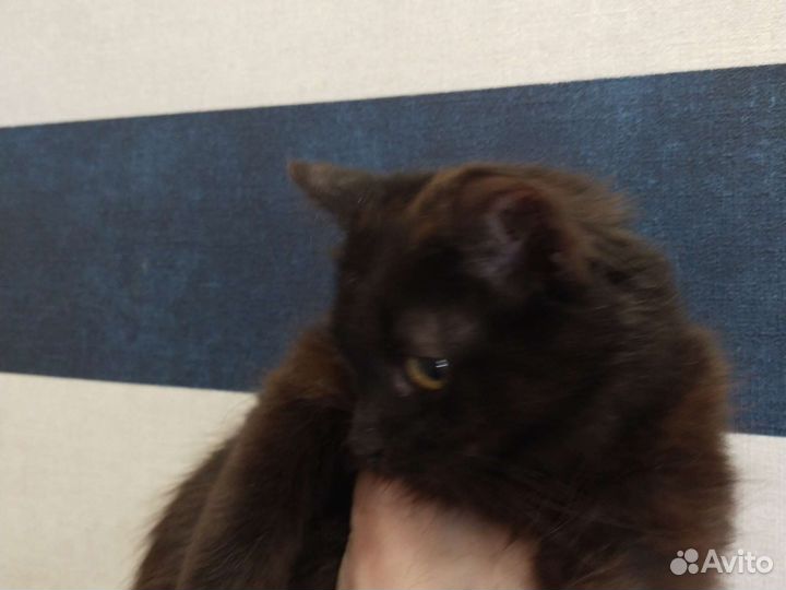 Котята 5 месяцев черные