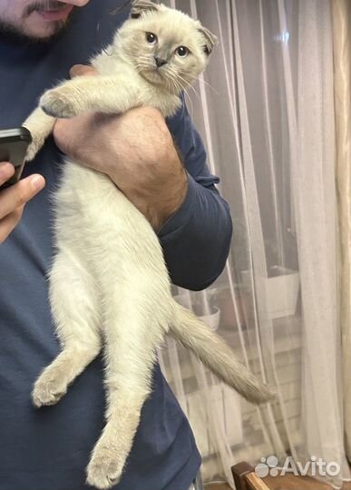 Потерялась кошка