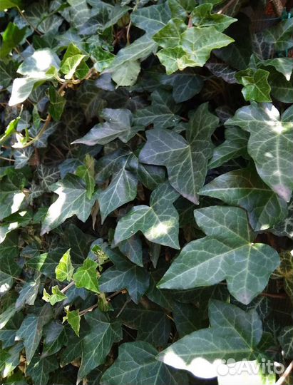 Плющ. Отростки, рассада