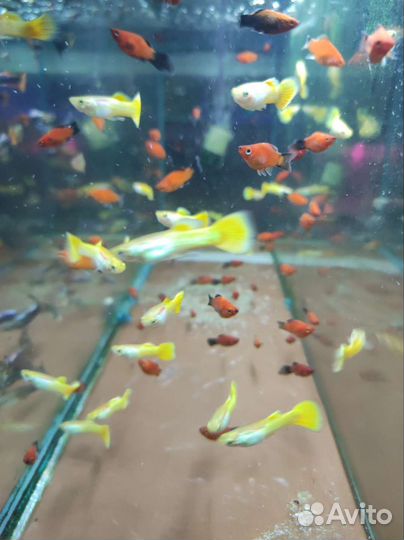 Гуппи желтая Аквариумные рыбки