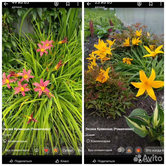 Многолетние цветы для сада