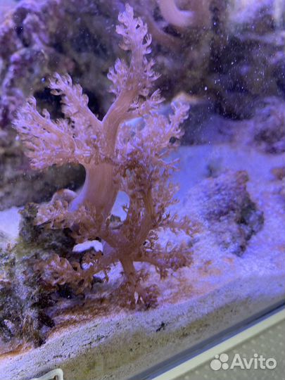 Живой камень с караллами.,Капнелла