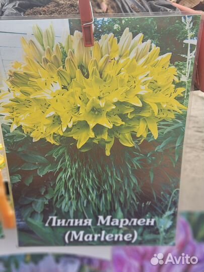 Лилия марлен