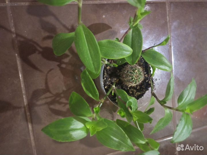 Традесканция белая