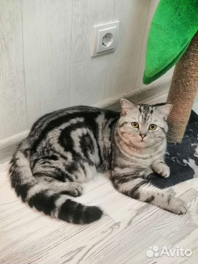 Шотландский кот на вязку