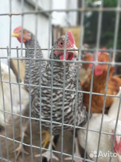 Куры молодки несушки