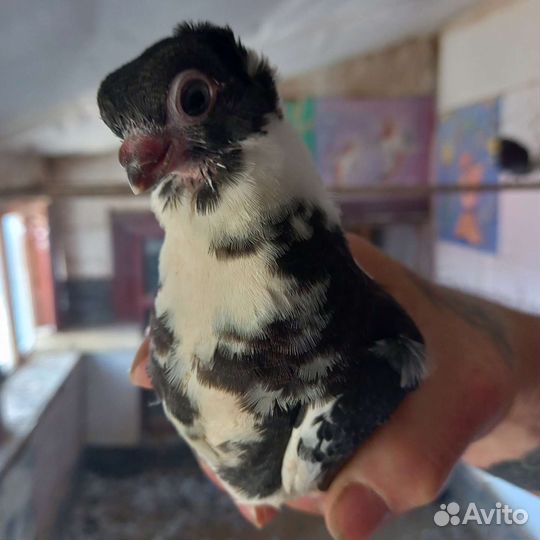 Голуби Орловские