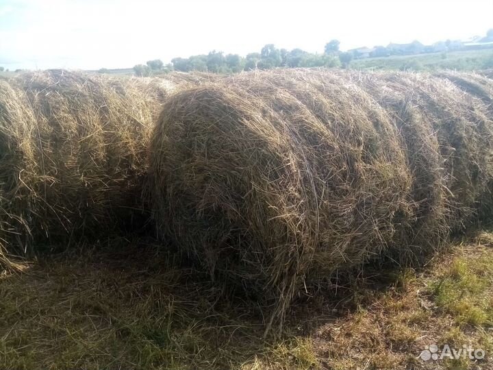Новое сено в рулонах 2024