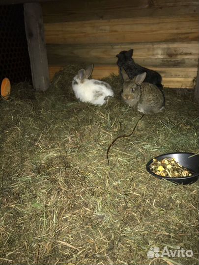 Передержка собак, кошек, грызунов, птиц