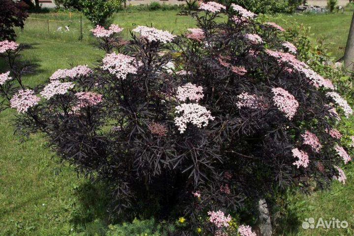 Кустарники для сада