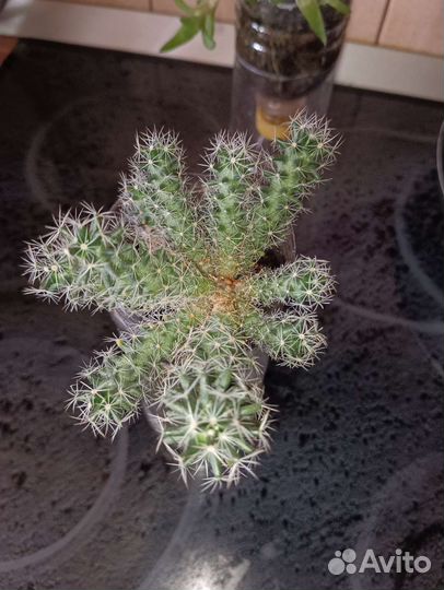 Комнатные растения