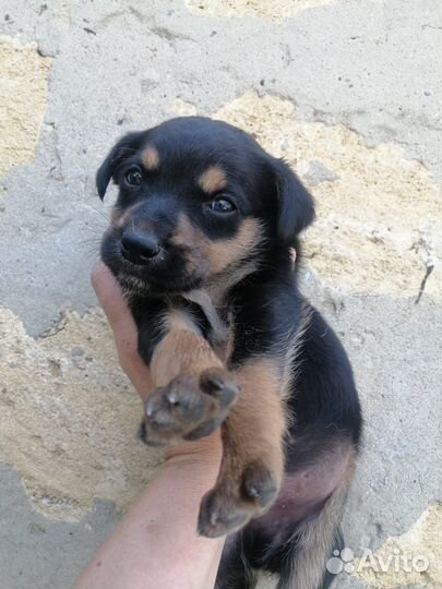 Щеноки в добрые руки