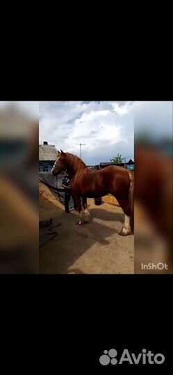 Продам жеребца