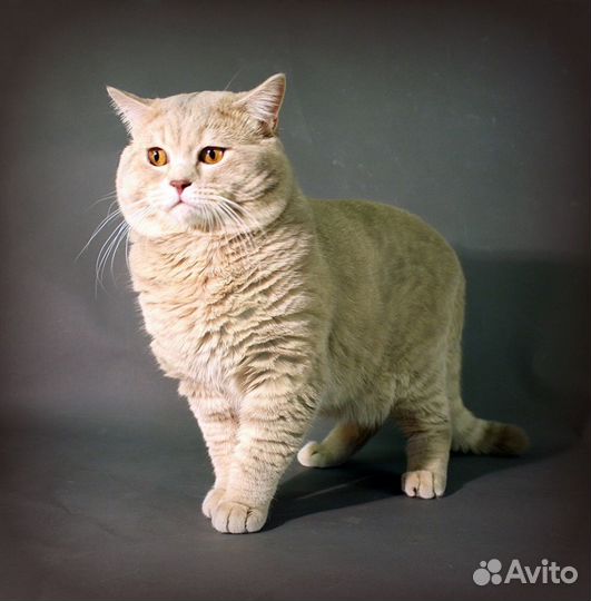 Скоттиш страйт на вязку