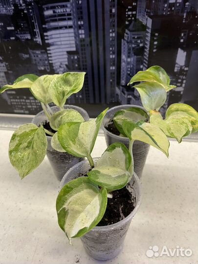 Сциндапсус