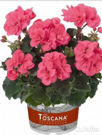 Пеларгония герань сортовая