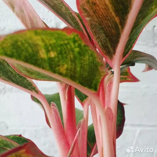 Аглаонема Крит