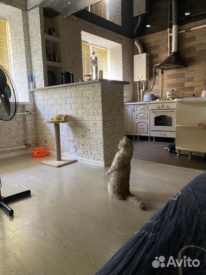 Британская